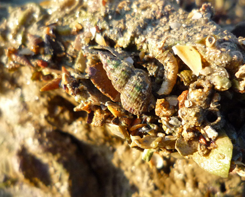Nassarius incrassatus
